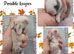 3 beautiful mini lops