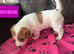 Jack Russel puppies