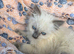 Beautiful Female Birman Kitten – 9 Weeks Old