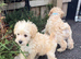 Toy/Mini Schnoodle Puppies (Mini schnauzer/Toy Poodle)