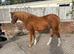 12hh Welsh section B gelding