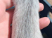 Standard ferret kits