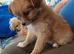 Adorable fluffy pomchi puppies for sale