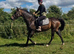 Super easy laid back gelding