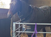 16.2hh bay gelding