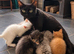 Beautiful ragdoll cross kittens