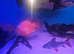 Breeding pair of parrot fish