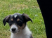 Border Collie Pups