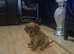 Stunning full bred cavalier king charles spaniel puppies forsale kc/Ikc registration
