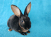 Baby mini rex for sale