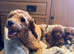 Toy poodles looking for their forever 5 star home