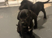 Cane corso puppy’s