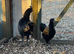 Ayam cemani pair