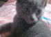 Russian Blue kittens
