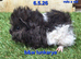 Hairy guinea pig boys