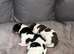 Springer pups for sale