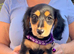 Minature Dachshund Long Haired Puppies