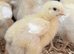 One day old rose cobb chicks