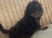 Litter of cockapoo puppies
