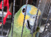 Amazon green for rehoming
