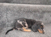 Dashund pups