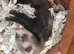 Ferrets