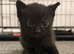 3 male tabby kittens for sale