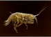 Cheap River Shrimp / Scuds as Cleanup Crew for Substrate or Live Food