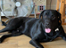 Labrador x Presa Canario