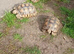Tortoise