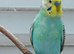 Two cock budgies