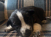 Collie/Husky