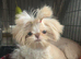 Gorgeous Peach is looking for her new home