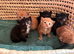 Kittens looking for forever homes