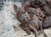 Gorgeous Sphynx Kittens