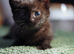 Adorable Kittens Looking for Loving Homes – £30 Each