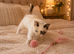 Stunning marking ragdoll girl