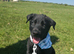 Trained Belgian malanois puppy