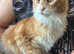 Ginger Maine Coon Boys. Vaccinated