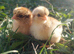 Bantam Partridge Wyandotte &ndash; Hatching Eggs & Chicks Available