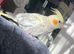 Hand reared/tamed cockatiels