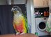 Handreared baby conure