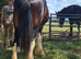 Shire stallion for sale