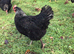 CREAMLEGBAR & MARSBAR CHICKS/GROWERS