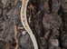 Lilly White Crested Gecko's