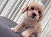 Last 2 boys remaining beautiful cavapoo pups