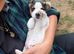 Miniature Jack Russell x chihuahua male pup