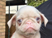 Rare Prestige KC registered Pink Pug Puppies