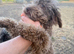 Toy Labradoodles