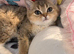British shorthair chinchilla kitten